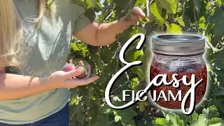 Harvesting Figs & Making SUPER Easy Fig Jam! 😋