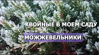 ХВОЙНЫЕ В МОЕМ САДУ Часть 4: МОЖЖЕВЕЛЬНИКИ | Хвойные растения в саду