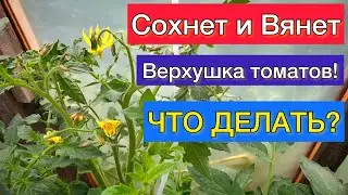 Вянет и Сохнет Верхушка Томатов. Срочно спасаем томаты.