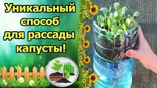 САМОПОЛИВНОЙ МИНИ ПАРНИЧОК ДЛЯ РАССАДЫ КАПУСТЫ! ПОСЕВ КАПУСТЫ С ФИТИЛЬНЫМ ПОЛИВОМ!