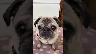 Happy 11th birthday little boy 🥳💋 #pug #dog #doggo #mops #carlin #pugdog #dogs