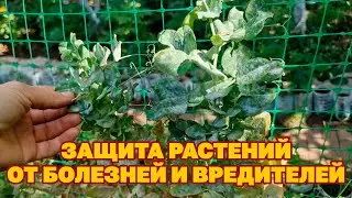 ОТ ФИТОФТОРЫ🍅 МУЧНИСТОЙ РОСЫ 💧ФИТОСПОРИН АС КАК ВЫБРАТЬ ПРАВИЛЬНО ВРЕМЯ ПРИМЕНЕНИЯ @obovsemsmarusya