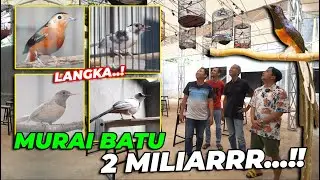 GIL4AAA..! KOLEKSI SULTAN BIKIN KANTONG LEMES..! MURAI BATU WARNA 2 MILIARRR..!!