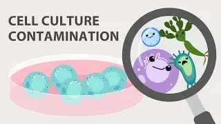 Cell Culture Contamination and Quality Control