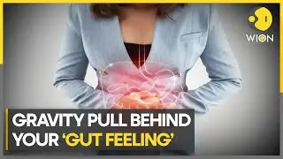 Irritable Bowel Syndrome: Gravity may cause IBS symptoms | Latest World News | English News |