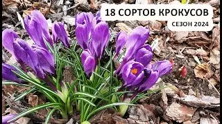 Крокусы - обзор 18 сортов крокусов, сезон 2024