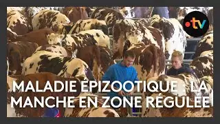 Agriculture : la maladie épizootique gagne du terrain dans la Manche