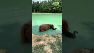 Duck and cow are unlikely best friends