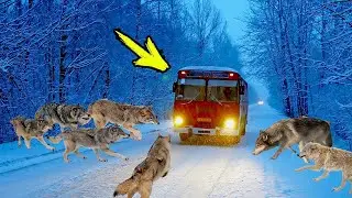 A pack of wolves surrounded the bus. What happened next is impossible to believe!