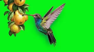 GREEN SCREEN hummingbird with flowers and fruits effects Footage HD | birds flying chroma key