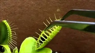 How to Feed Freeze Dried Bloodworms to a Venus Flytrap