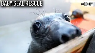 Baby Seals Rescued at The Marine Mammal Center | Earth Day 2019