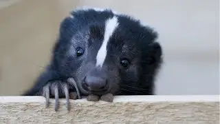 Skunk - A Cute Skunk And Funny Skunks Videos Compilation || NEW HD