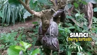 Cangkok untuk budidaya bonsai sianci - cherry barbados