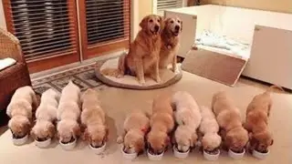 You Would Want a Golden Retriever Puppy after Finishing this Video - Funny and Cute Golden Retriever