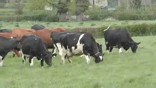 The cows go out to graze at last