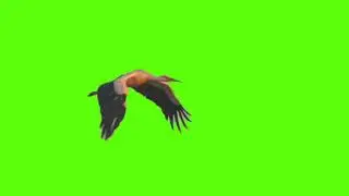 stork bird green screen/bird green screen/green screen bird /chroma key [720p] hd.