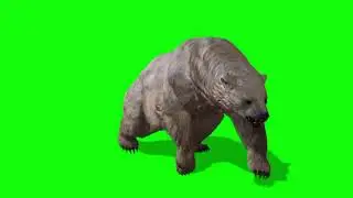 Panda green screen  video Animals videos 4k free  panda