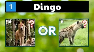 Can You Name These Animals That Start With D? - Animals Quiz