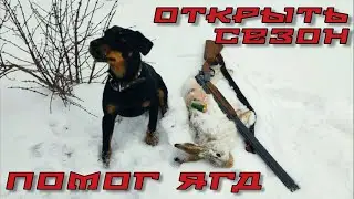 Открытие Ягдтерьер красиво пригнал зайца.Jagdterrier hunting.#охота#открытие сезона2024