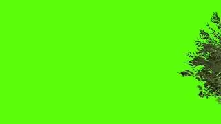 tree green screen / side tree green screen effect chroma key