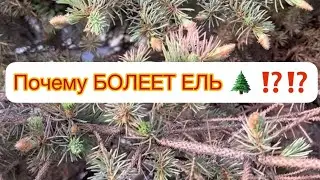 ПОЧЕМУ БОЛЕЕТ ЕЛЬ 🌲⁉️⁉️ Ищем причину