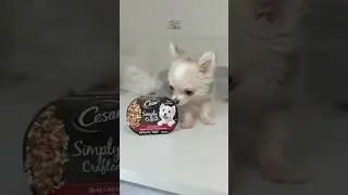 Barley’s first ​Cesar meal 😍 #asmr #chihuahua #teacupchihuahua