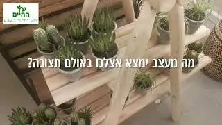 עץ החיים | הצצה לאולם התצוגה שלנו ברחוב בני ברית 8 הוד השרון