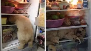 Funny and Cute Golden Retriever Videos That Will Change Your Mood For Good - New Funny Animals