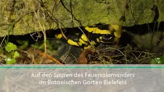 Auf den Spuren des Feuersalamanders im Botanischen Garten Bielefeld