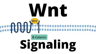 Wnt/ß-catenin Signaling Pathway