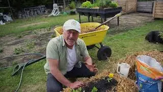 How to grow veggies in pea straw bales and activate your soil