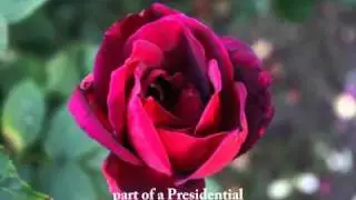 White House Rose Garden, poem by Peter Menkin