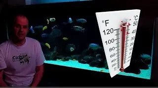 African Cichlids - How Water Temperature Affects Their Behaviour