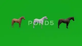 Animals green screen free 3D standing horse from side angle Chromakey animation rendering