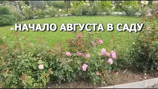 НАЧАЛО АВГУСТА В САДУ: розы, магнолии, гортензии...