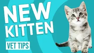 What To Do When Getting a New Kitten | Vet Tips