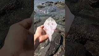 A happy ending - Watch the inspiring rescue of these stingray fish 🐡 