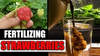 Fertilizing Strawberry Plants Garden Quickie Episode 65