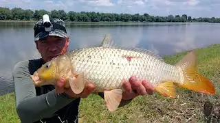 Сазаны и караси не дают скучать на рыбалке. Рыбалка в Астрахани.