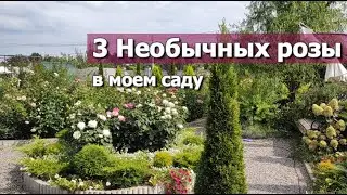 3 НЕОБЫЧНЫЕ РОЗЫ В МОЕМ САДУ | 3 розы редкой расцветки | 3 незвичайні троянди в моєму саду