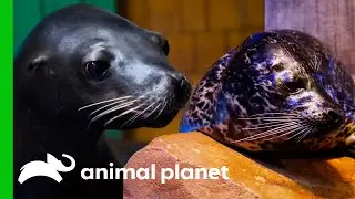 What's The Difference Between Seals And Sea Lions? | Animal Planet