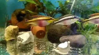 Основной корм для аквариумных рыб своими руками. The main food for aquarium fish with their hands.