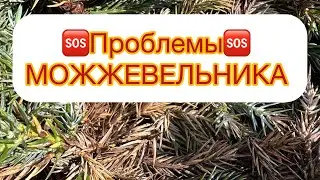 🆘ПРОБЛЕМЫ МОЖЖЕВЕЛЬНИКА🆘 Что с ним⁉️