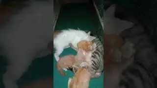 si Gede & si Kecil sama2 doyan NGEMPENG 🐈🤣