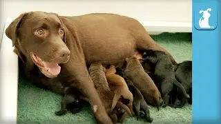 One Week Old Chocolate Labrador Puppies Wiggle Like Worms! - Puppy Love