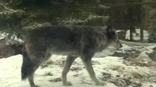 Top 10 Iconic Canadian Animals - Grey Wolf