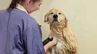 Golden Retriever is sure to fill our lives with happiness 🐶 Funniest Dogs Video