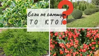 Чем заменить самшит - вечнозеленые лиственные кустарники которые идеально заменят самшит