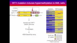 Integrative Analysis of TCGA Data Reveals Wilms Tumor 1 Mutation... - Subarna Sinha